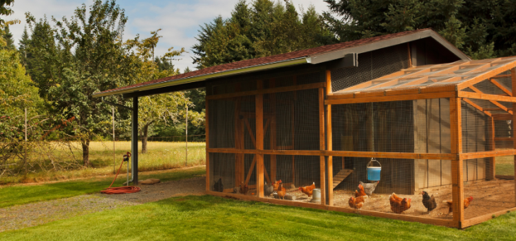Ultimate Guide To Amish-Built Chicken Coops