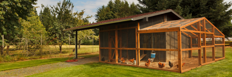 Ultimate Guide To Amish-Built Chicken Coops